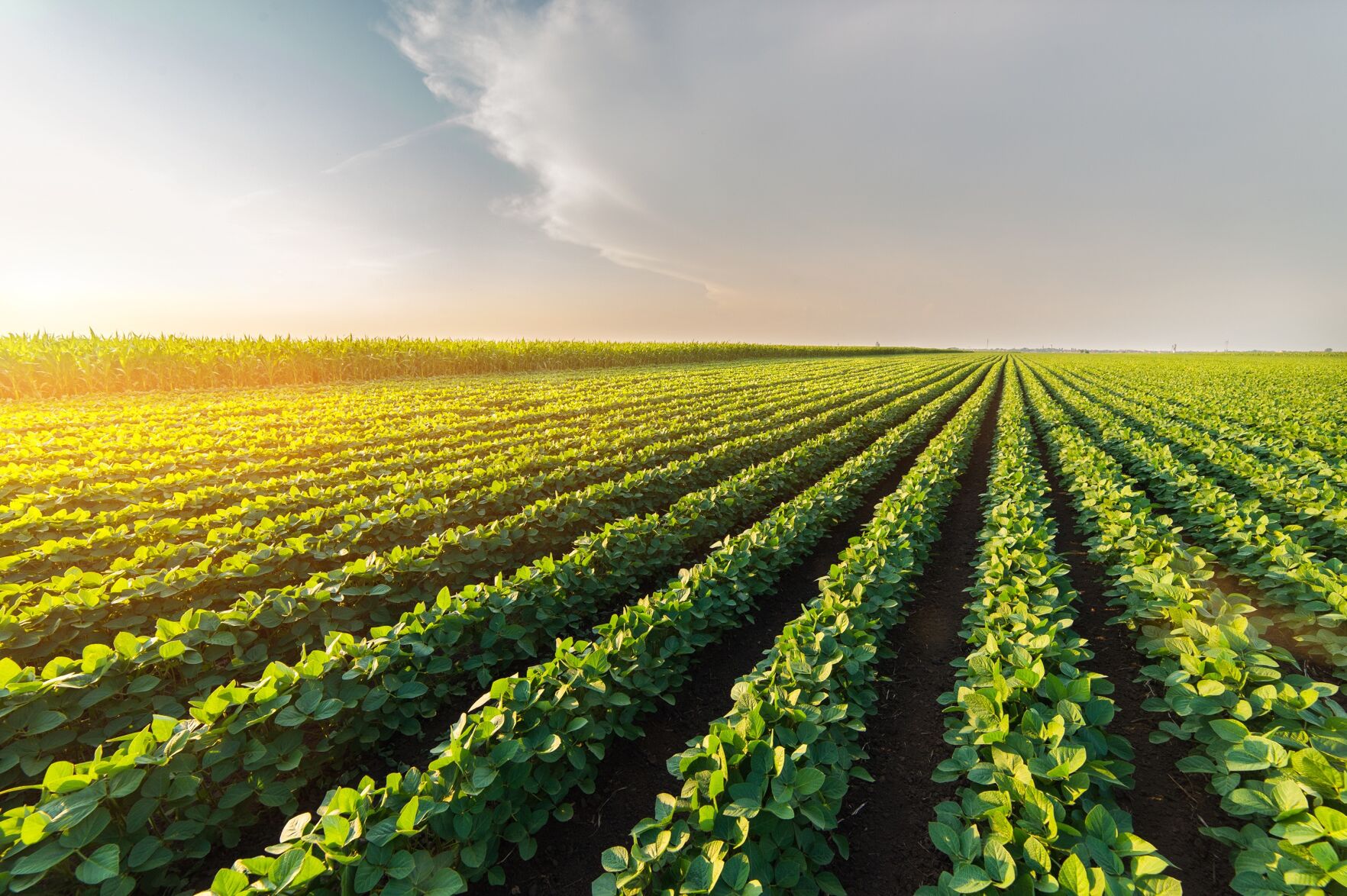 Agricultural-soy-plantation-on-sunny-day-scaled_c Global Minnesota